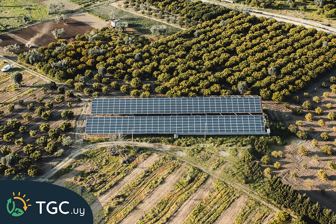 Energía solar en la agricultura: impulsando la sostenibilidad en el campo